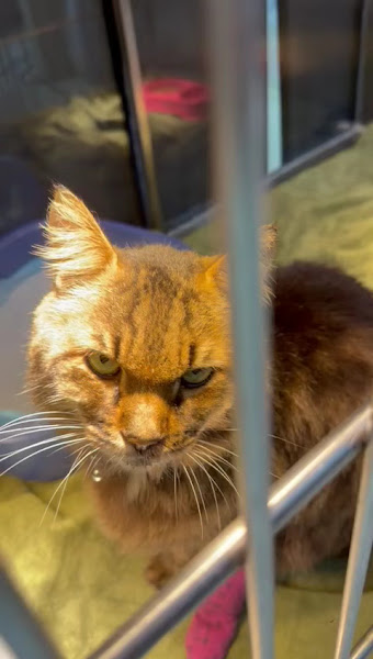 Happy patient at Passion Vet