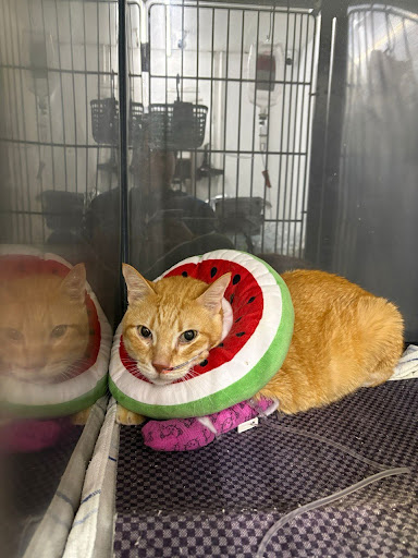 Happy pet owner review